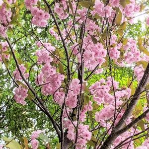 Meet your Posher, Sar